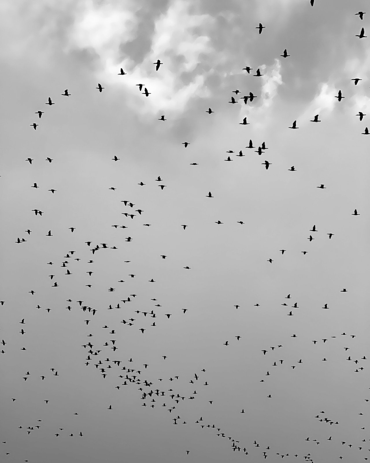 Black and white photograph 24 from Whispering Lights