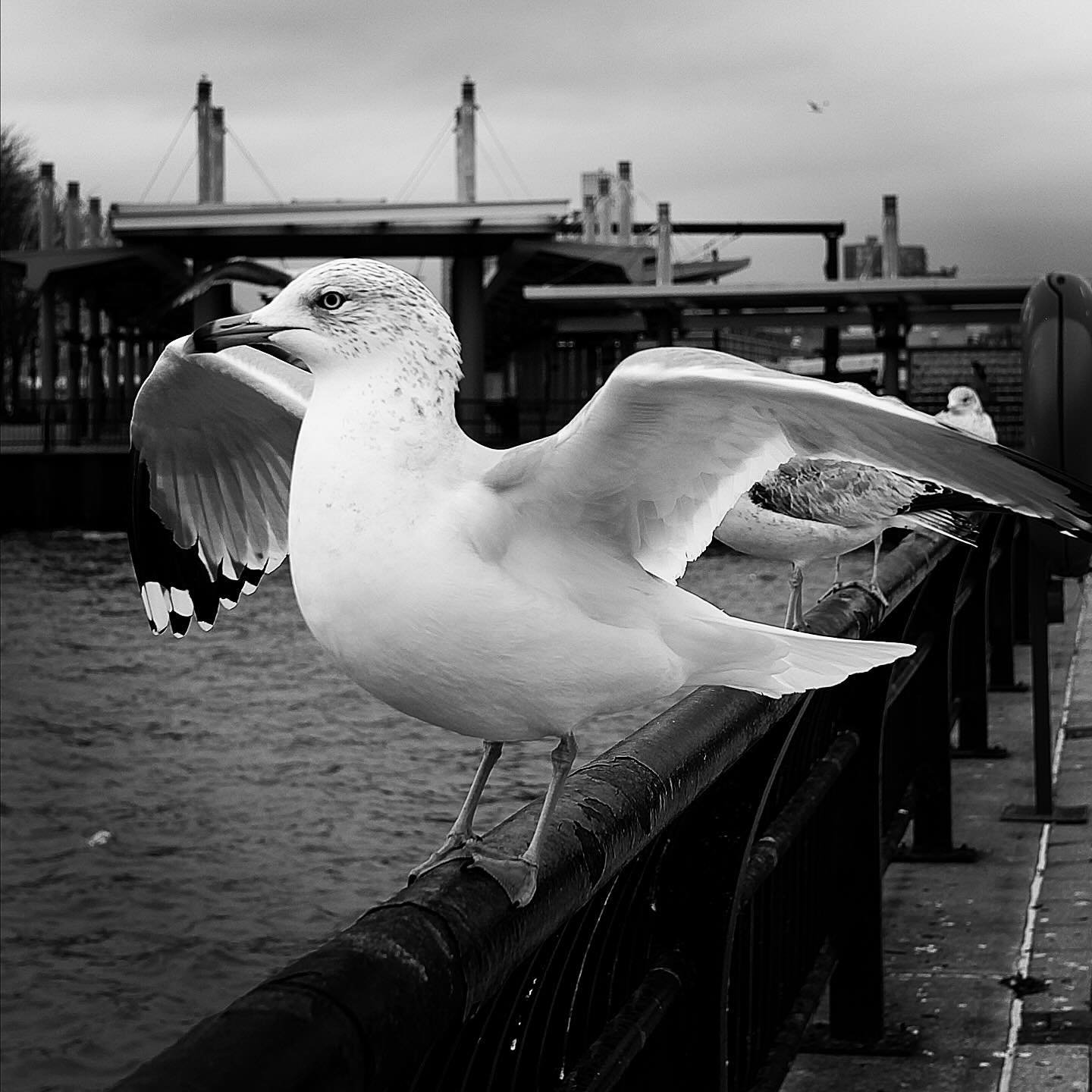 Black and white photograph 35 from Whispering Lights