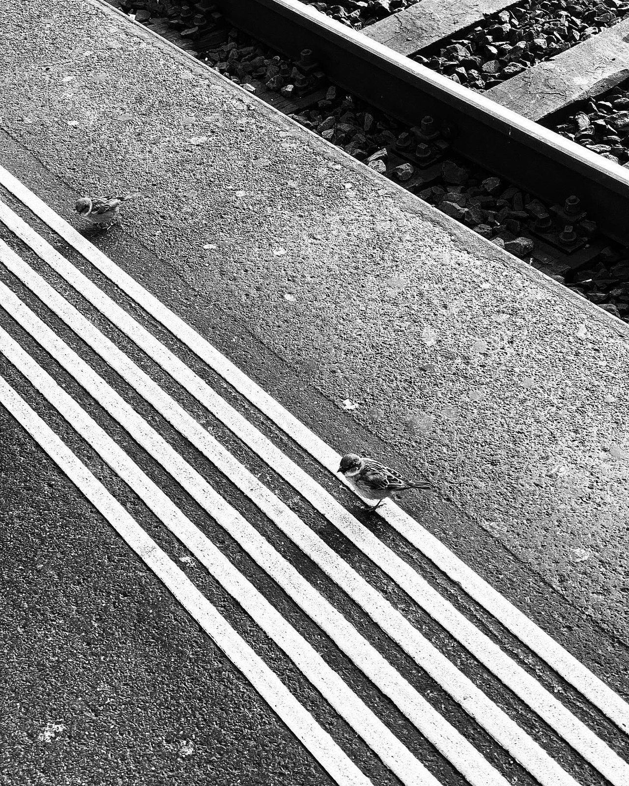 Black and white photograph 50 from Whispering Lights